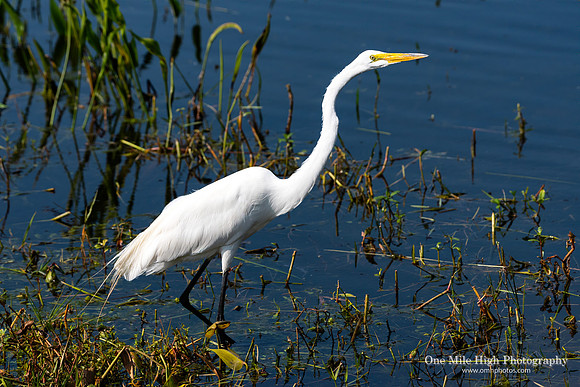 Great Egret