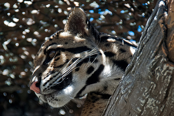 Clouded Leopard
