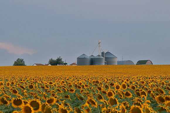 Sunflower Fields - Denver, CO