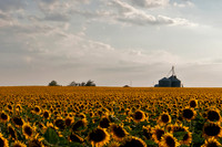 Sunflower Fields - Denver, CO
