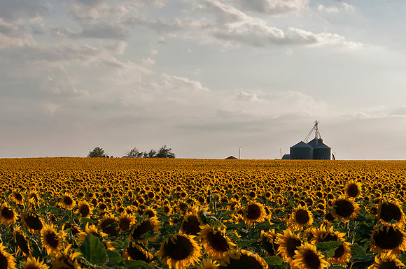 Sunflower Fields - Denver, CO