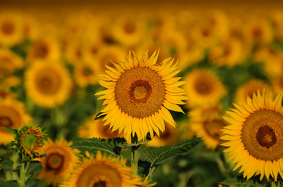 Sunflower Fields - Denver, CO