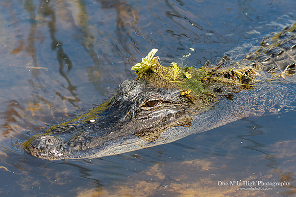 American Alligator - Orlando Wetlands Park