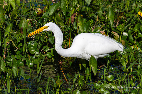 Snowy Egret - Orlando Wetlands Park