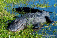American Alligator - Orlando Wetlands Park