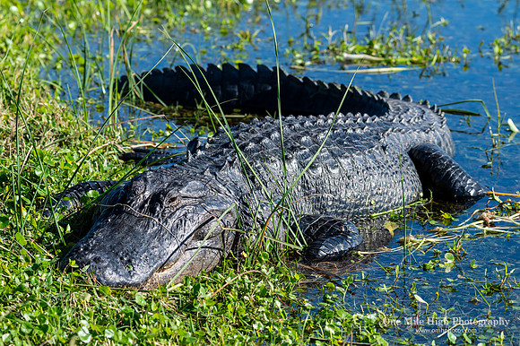American Alligator - Orlando Wetlands Park