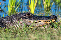 American Alligator - Orlando Wetlands Park