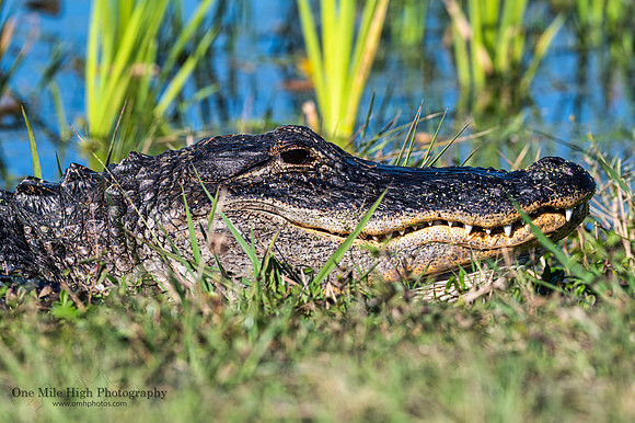 American Alligator - Orlando Wetlands Park