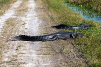 American Alligator - Orlando Wetlands Park