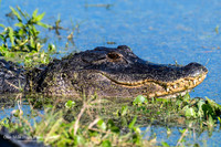 American Alligator - Orlando Wetlands Park