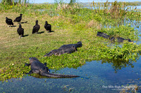 American Alligator - Orlando Wetlands Park