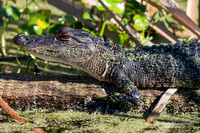 American Alligator - Orlando Wetlands Park