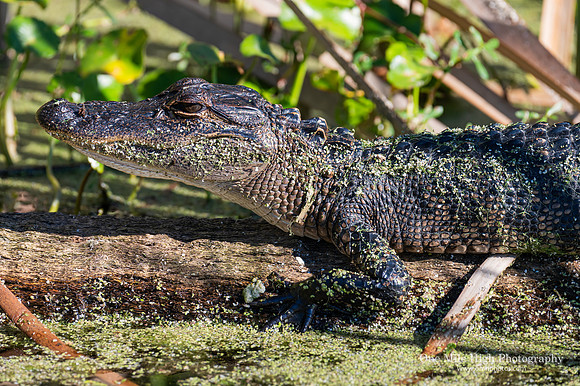 American Alligator - Orlando Wetlands Park