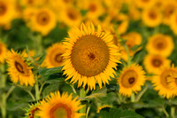 Sunflower Fields - Denver, CO