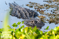 American Alligator - Orlando Wetlands Park
