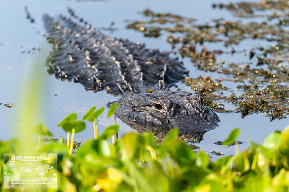 American Alligator - Orlando Wetlands Park