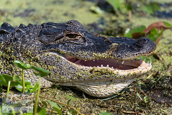 American Alligator - Orlando Wetlands Park