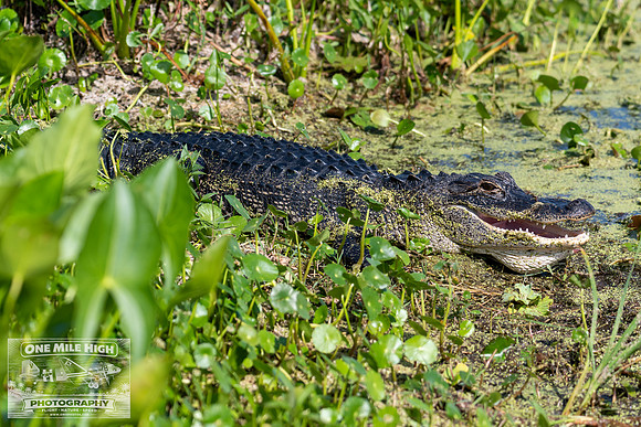 American Alligator - Orlando Wetlands Park