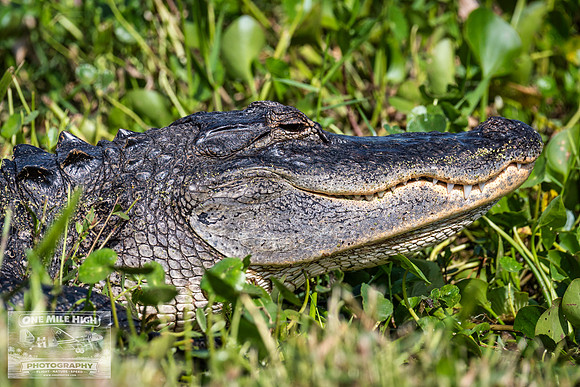 American Alligator - Orlando Wetlands Park