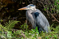 Orlando Wetlands Park - Great Blue Heron