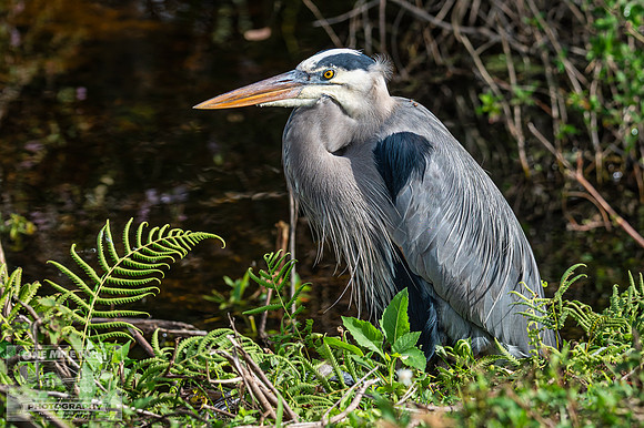 Orlando Wetlands Park - Great Blue Heron