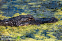 Orlando Wetlands Park - American Alligator