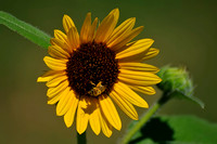 Sunflower Fields - Denver, CO