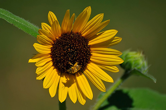 Sunflower Fields - Denver, CO