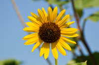 Sunflowers - Aurora, CO