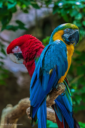 Denver Zoo (2013-08-05) - Parrots