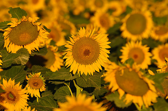 Sunflower Fields - Denver, CO