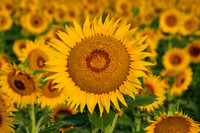Sunflower Fields - Denver, CO