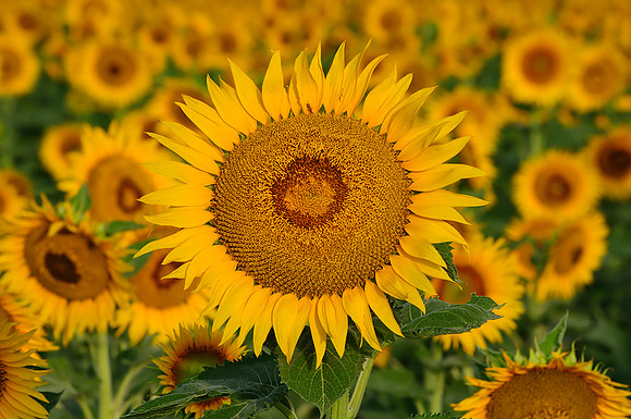 Sunflower Fields - Denver, CO