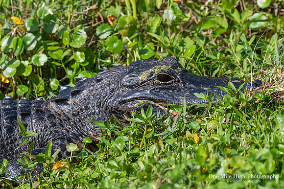 American Alligator - Orlando Wetlands Park