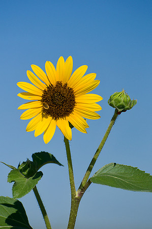 Sunflowers - Aurora, CO
