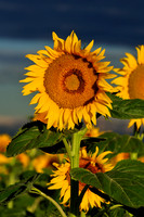Sunflower Fields - Denver, CO