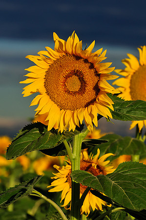 Sunflower Fields - Denver, CO