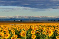 Sunflower Fields - Denver, CO