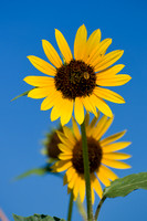 Sunflowers - Aurora, CO