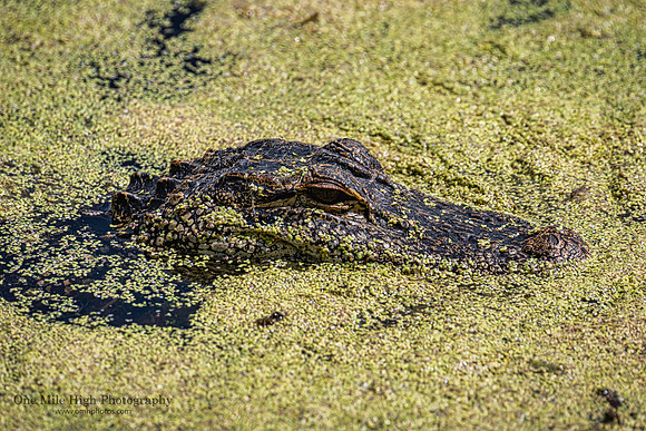 American Alligator - Orlando Wetlands Park