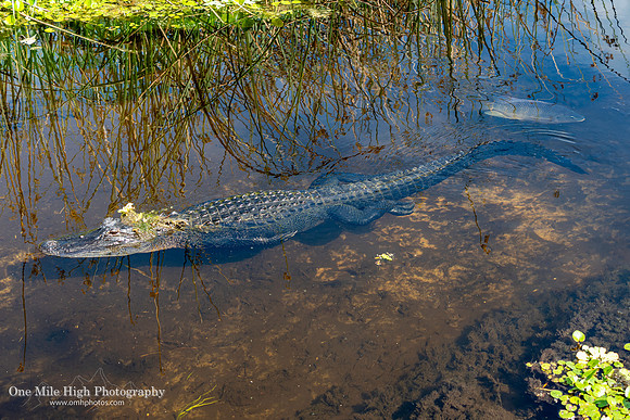 American Alligator - Orlando Wetlands Park