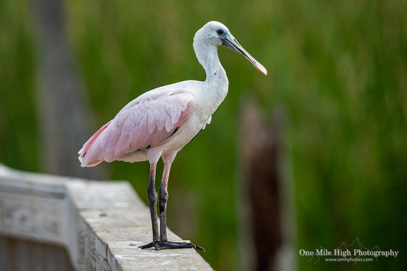 Rosetta Spoon Bill - Orlando Wetlands Park