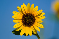 Sunflowers - Aurora, CO