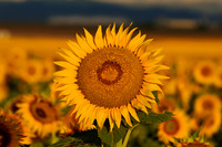 Sunflower Fields - Denver, CO