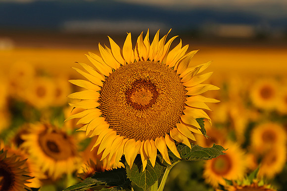 Sunflower Fields - Denver, CO