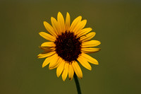 Sunflower Fields - Denver, CO