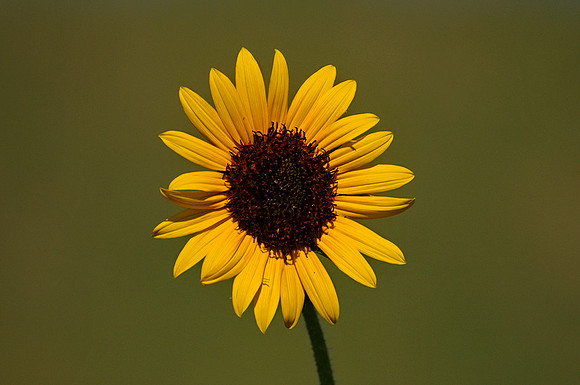 Sunflower Fields - Denver, CO