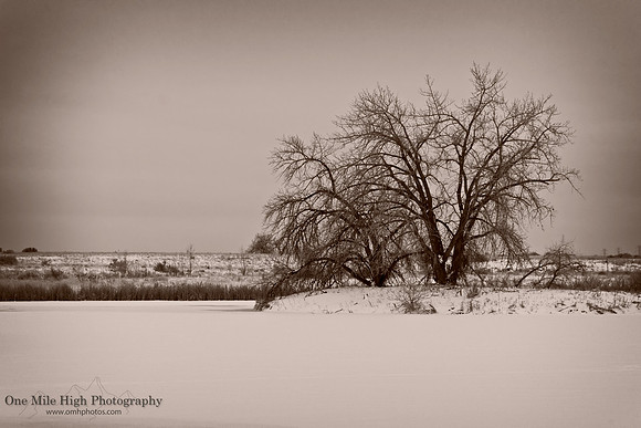 "Frozen in Time"