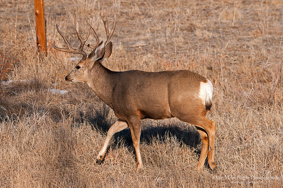 White Tail Buck