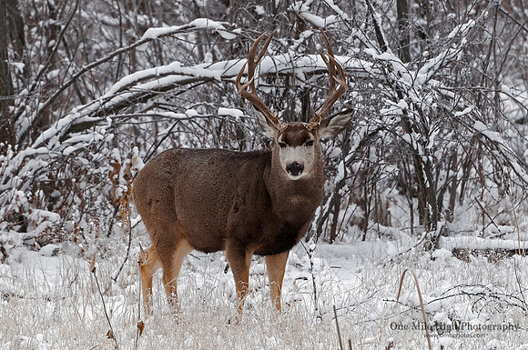 Mule Deer Buck